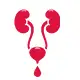 Female Urinary Incontinence Surgery